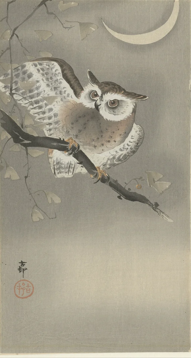 Hibou moyen-duc dans un ginkgo