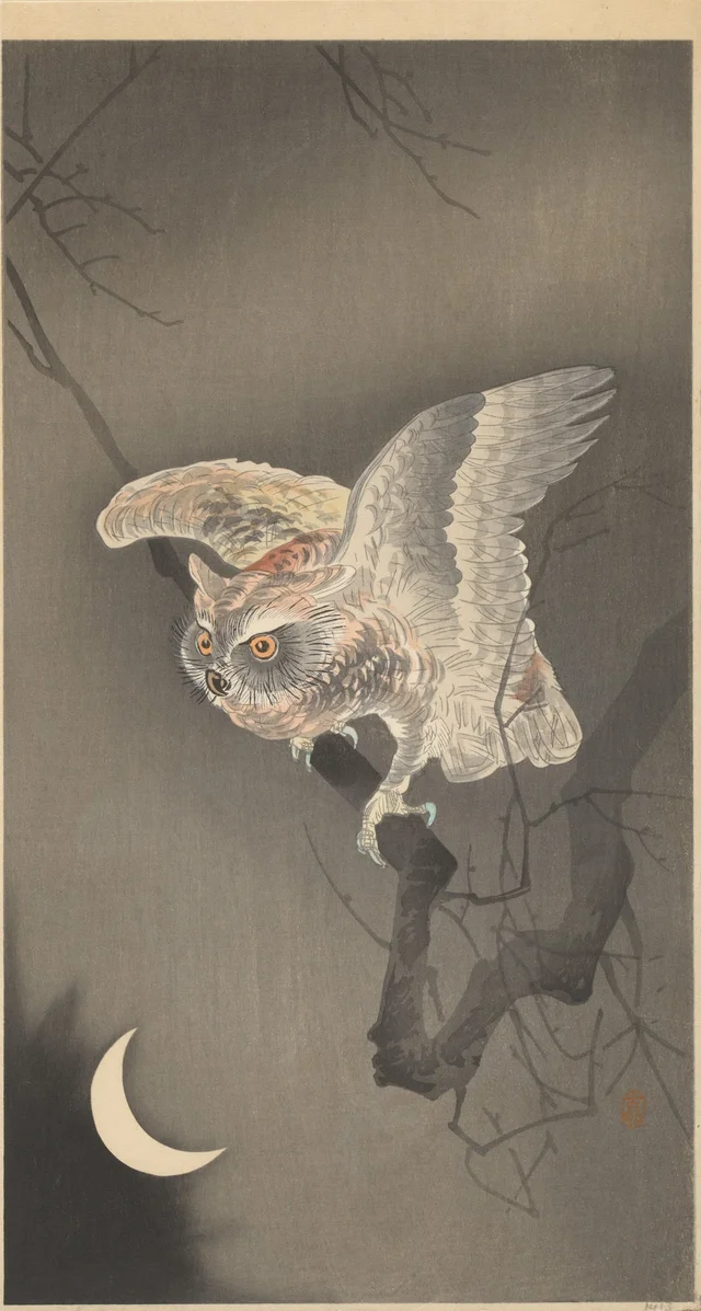 Hibou sous la demi-lune