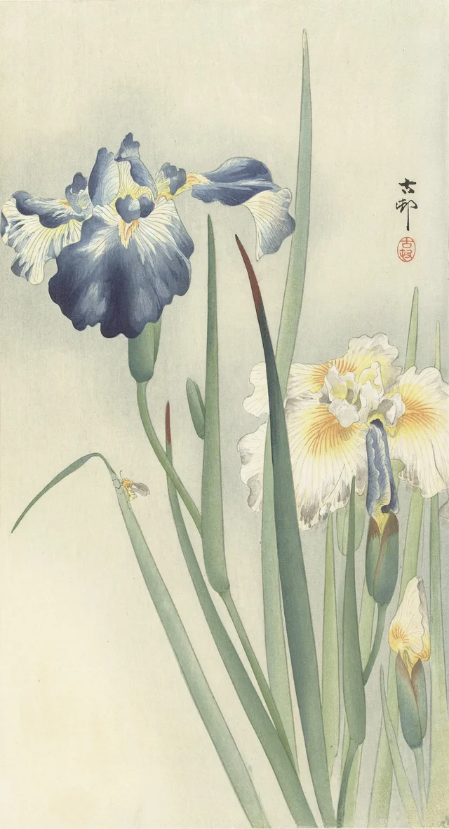 Iris