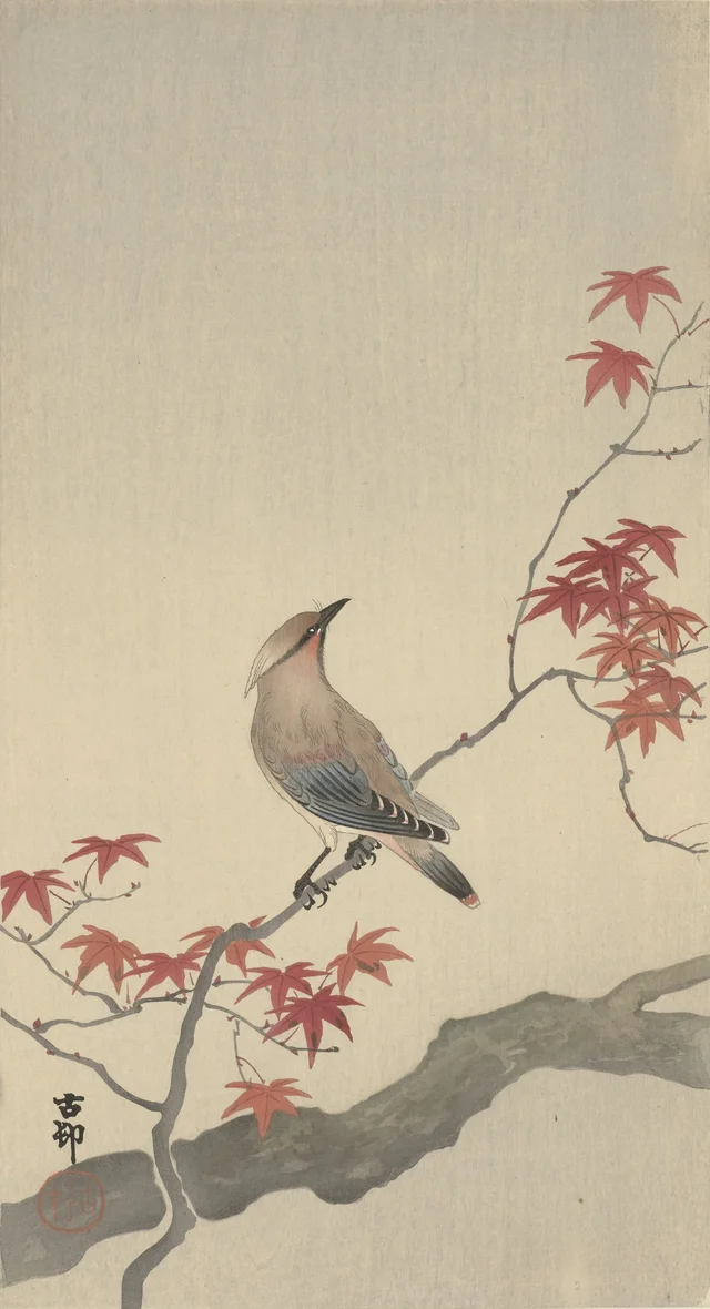 Jaseur du Japon sur un érable