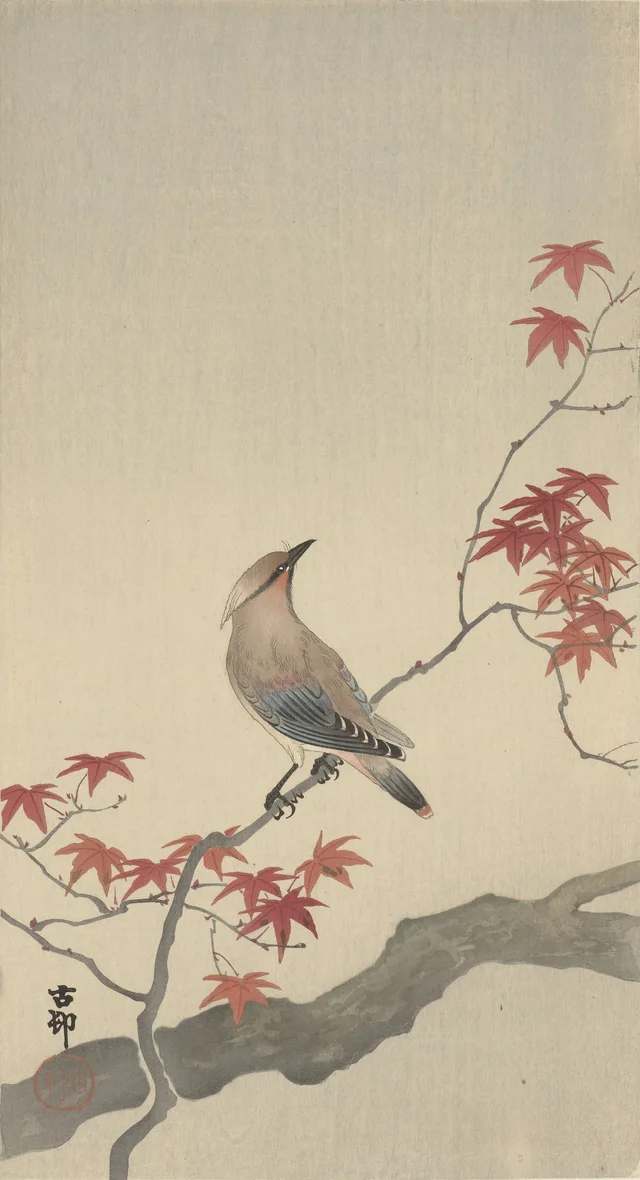 Ampelis japonés sobre un arce, Ohara Koson