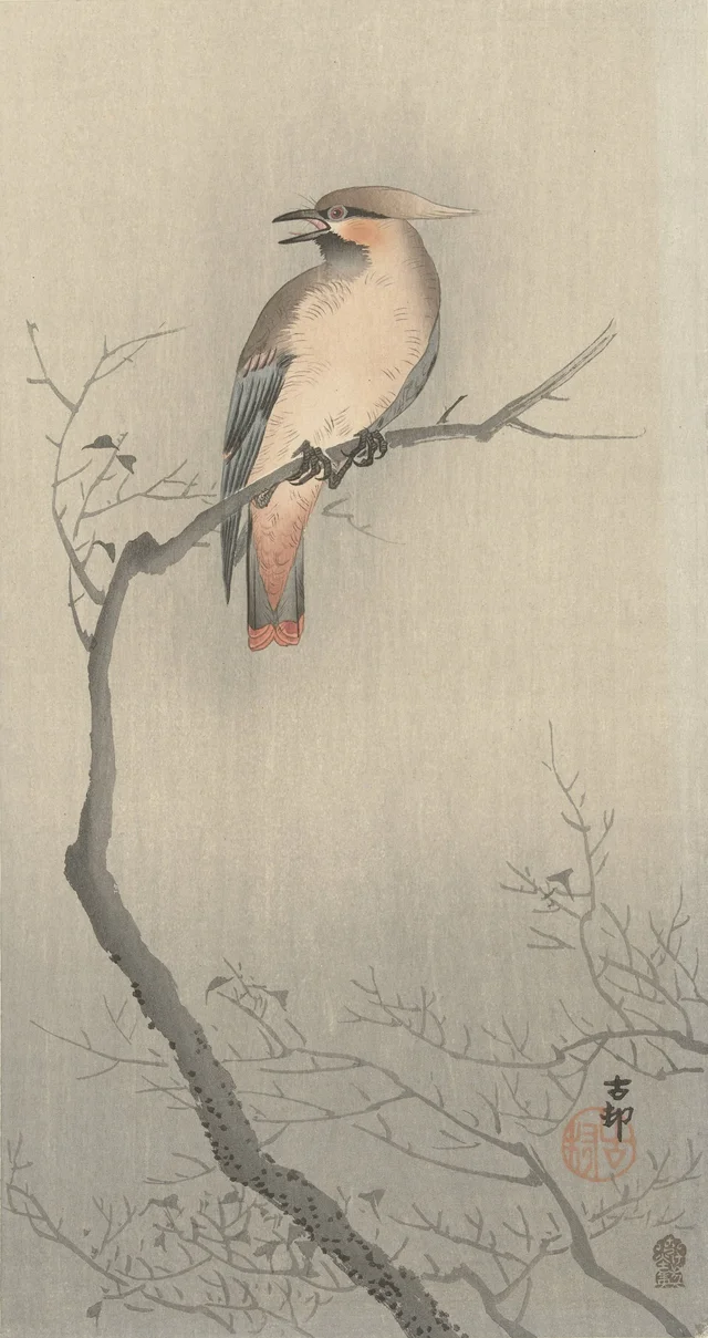 Jaseur du Japon sur une branche