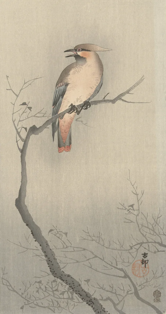 Ampelis japonés sobre una rama, Ohara Koson