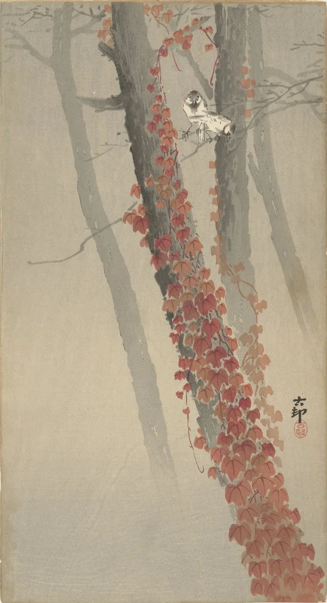 Lierre rouge