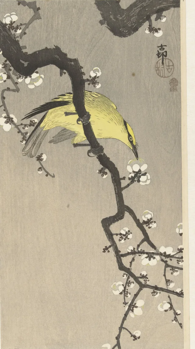 Loriot de Chine sur une branche de prunier en fleurs