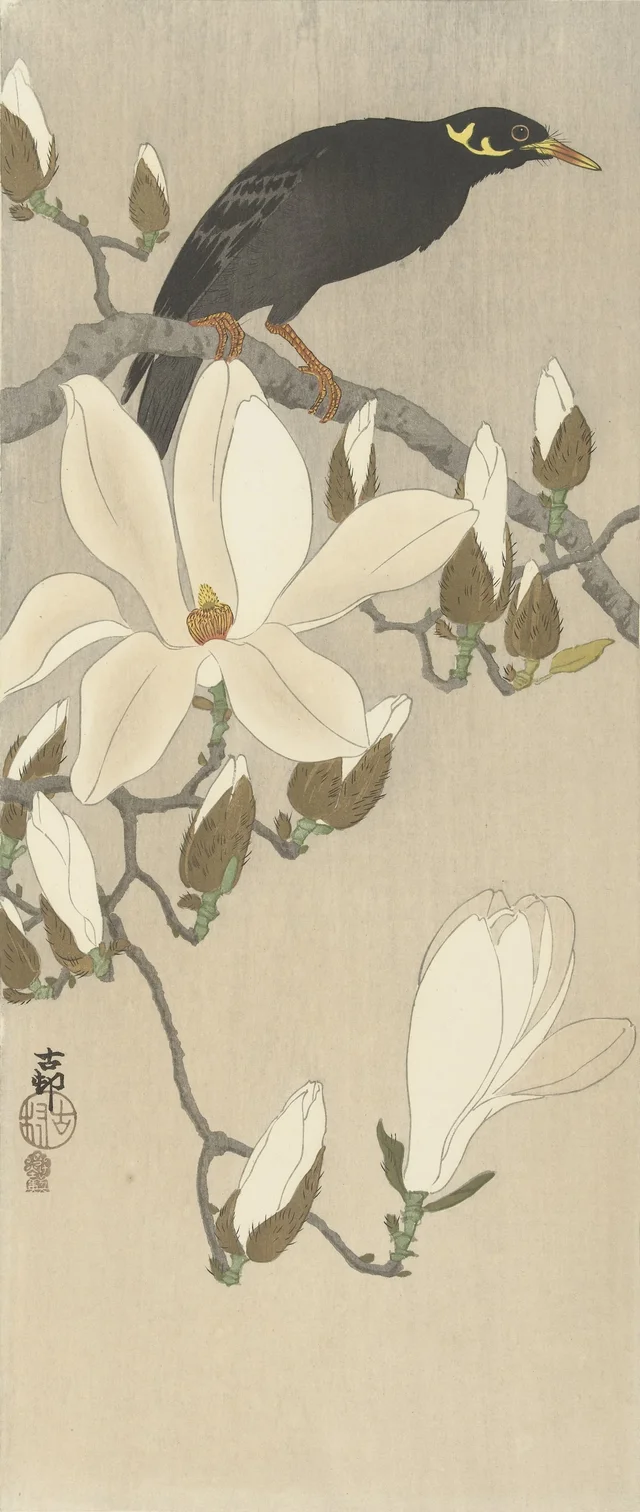 Mainate sur une branche de magnolia