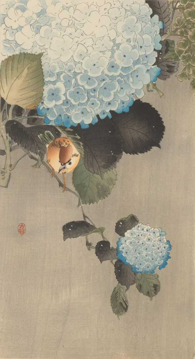 Moineau friquet et hortensia