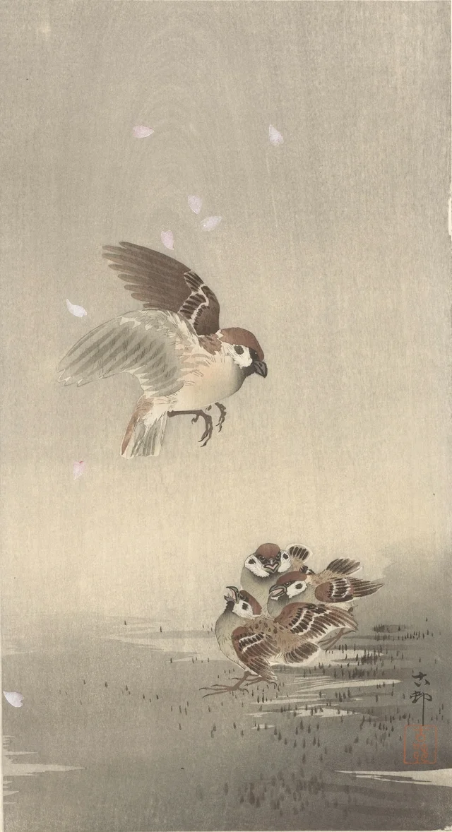 Moineau friquet et ses petits