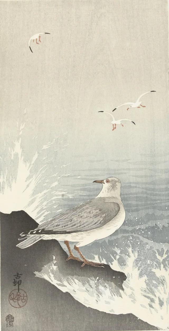 Mouette sur un rocher