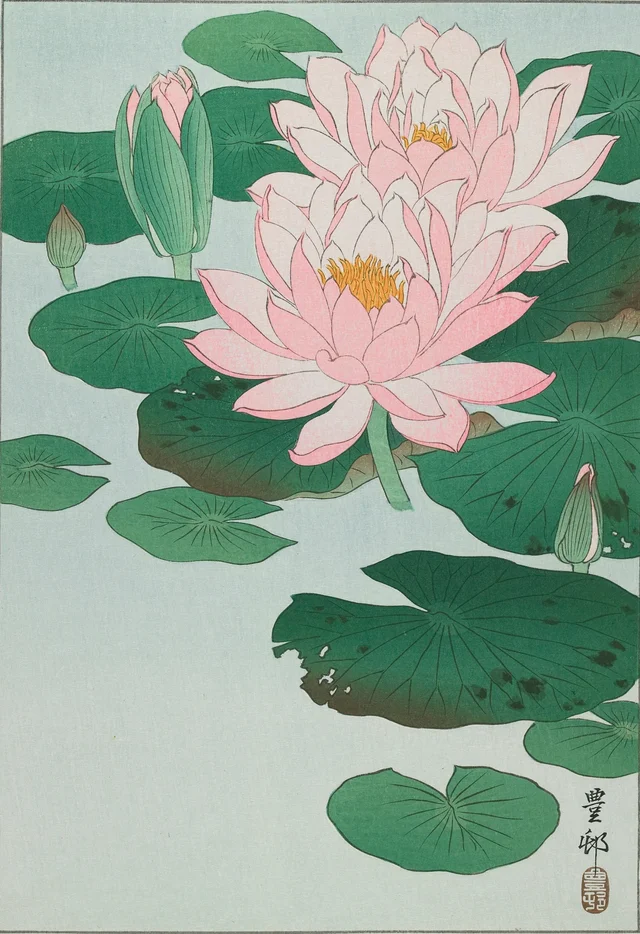 Nénuphar