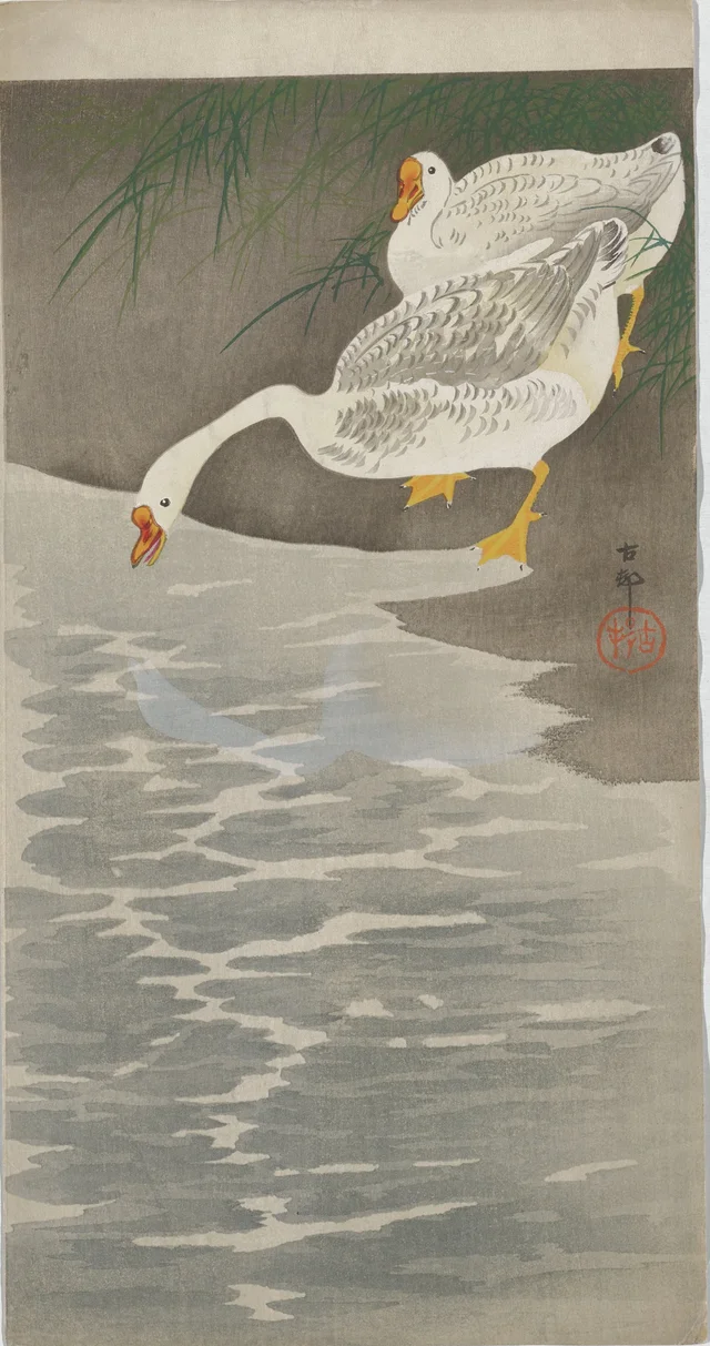 Oies au bord de l'eau