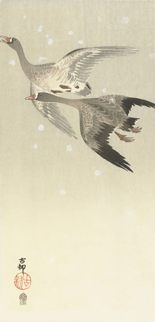Oies rieuses volant dans la neige