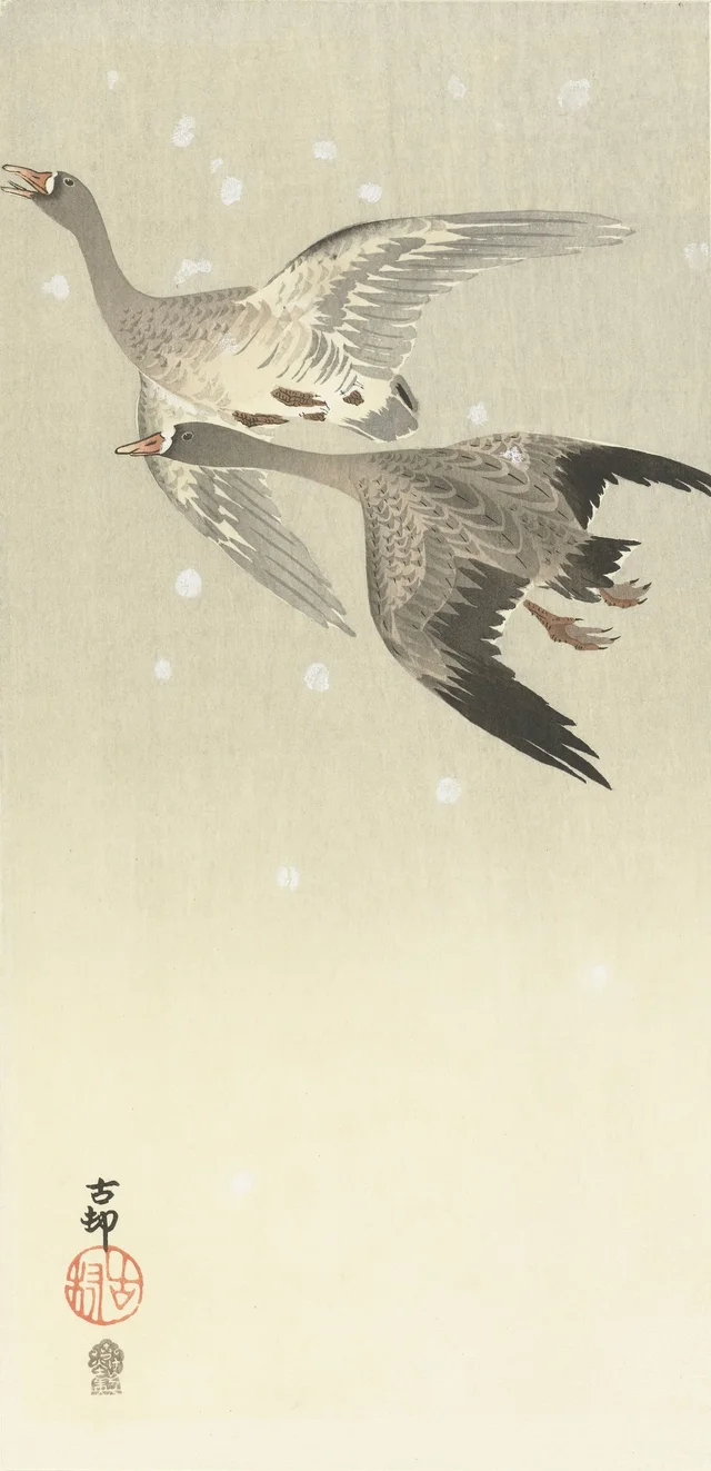 Gansos careto volando en la nieve