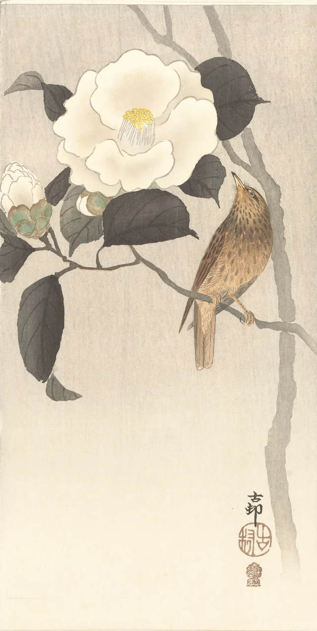 Oiseau chanteur et camélia en fleurs