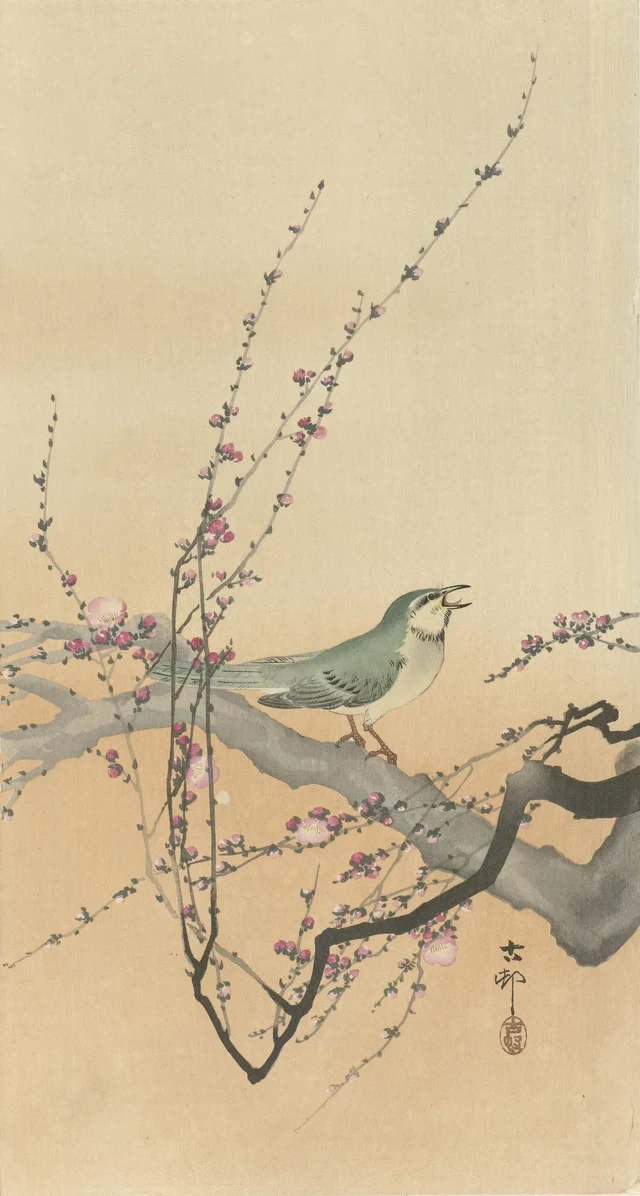 Oiseau chanteur et prunier en fleurs