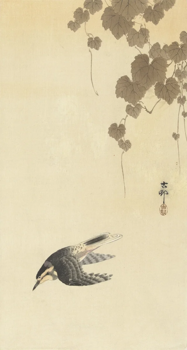 Oiseau en vol descendant