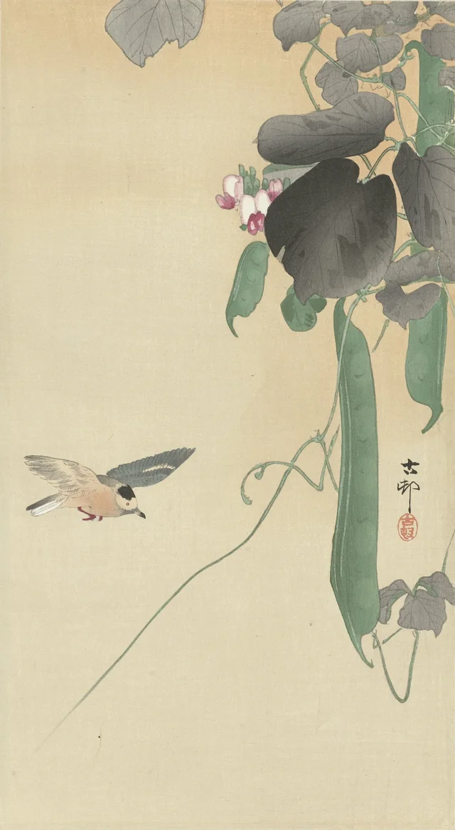 Oiseau près d'un haricot en fleurs