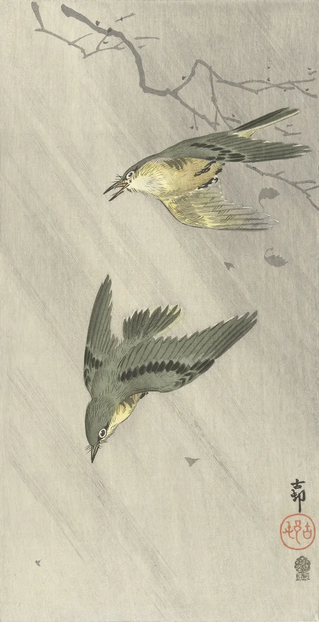 Oiseaux chanteurs sous la pluie
