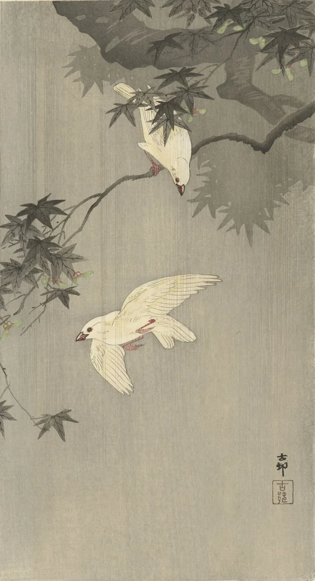 Oiseaux sous la pluie