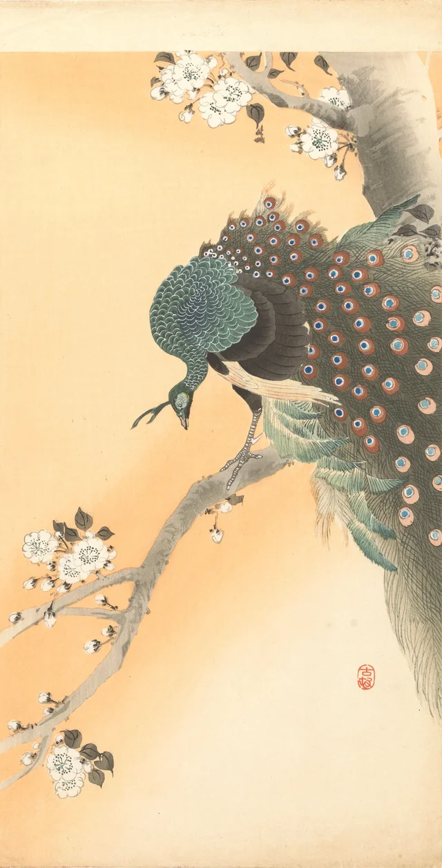 Pavo real en un cerezo, Ohara Koson