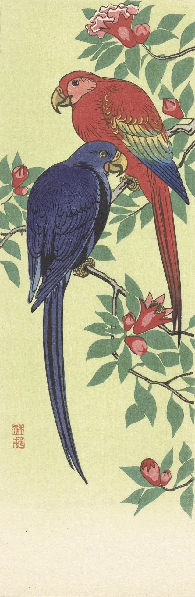 Perroquet rouge et perroquet bleu