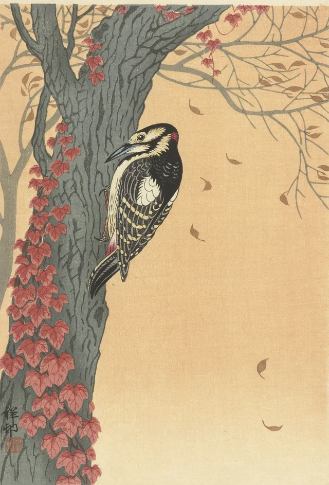 Pico picapinos sobre un árbol con hiedra roja, Ohara Koson