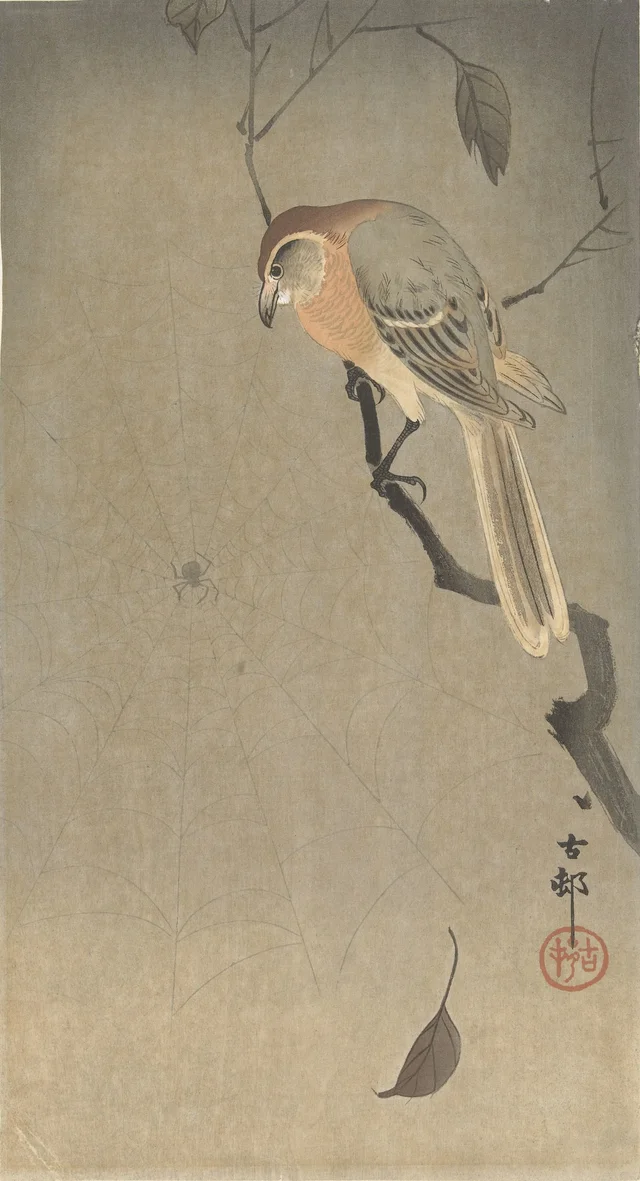 Pie-grièche bucéphale et araignée