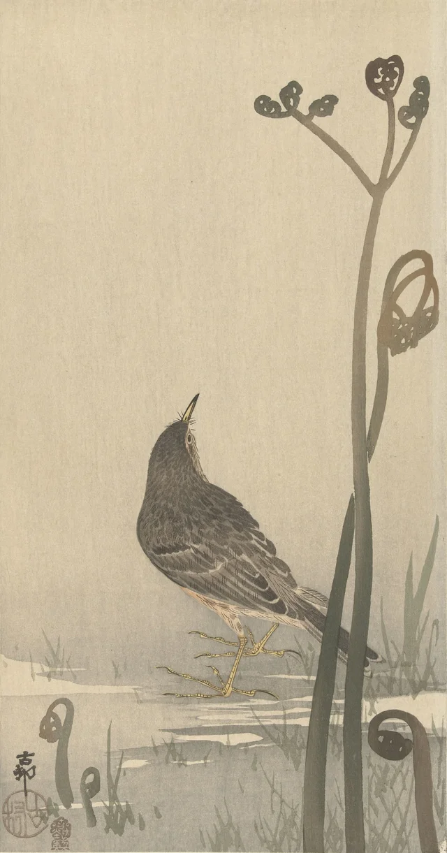 Pipit au bord de l'eau