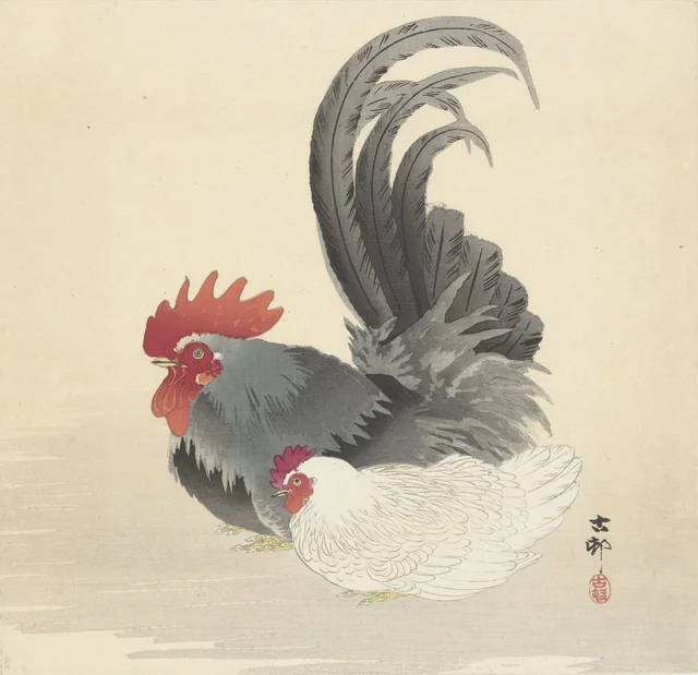 Poule et coq