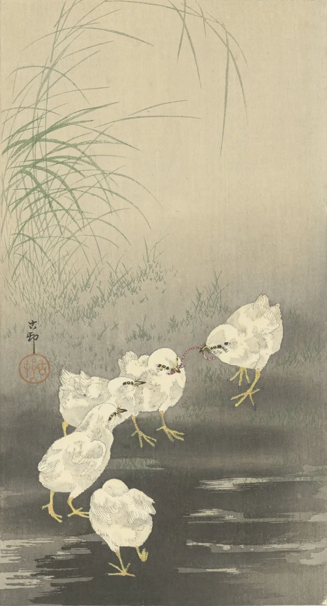 Poussins et ver