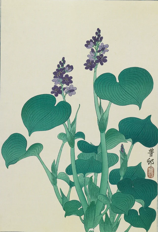 Water Hollyhock, Ohara Koson