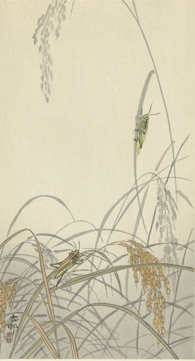 Sauterelles sur des plants de riz