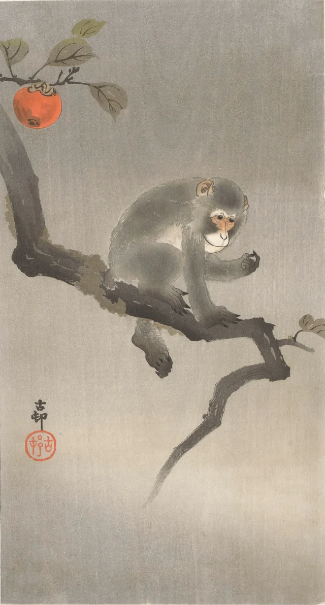 Singe dans un plaqueminier