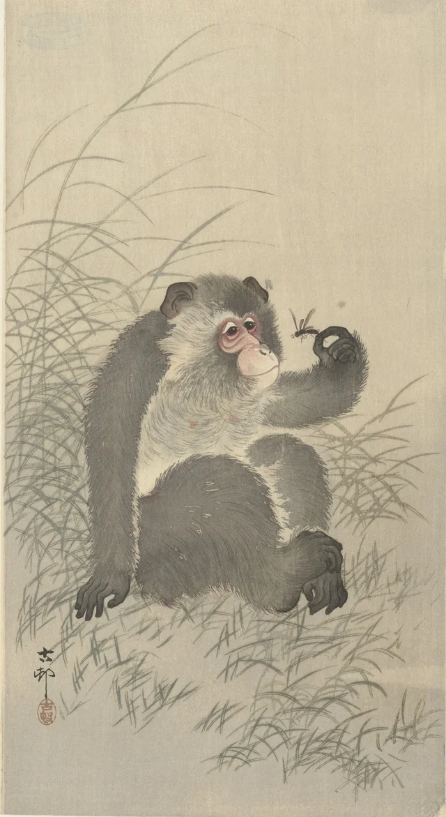 Singe et insecte