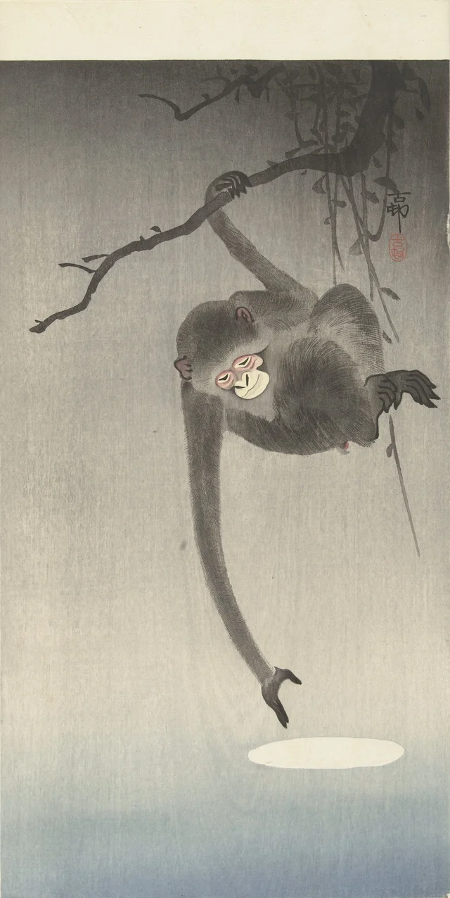 Singe et reflet de la lune