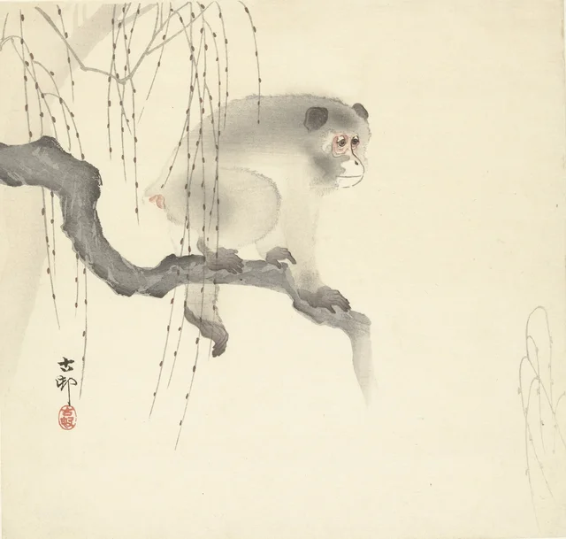 Singe sur une branche d'arbre