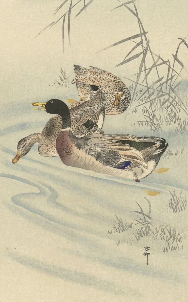 Trois canards en eau peu profonde avec des roseaux