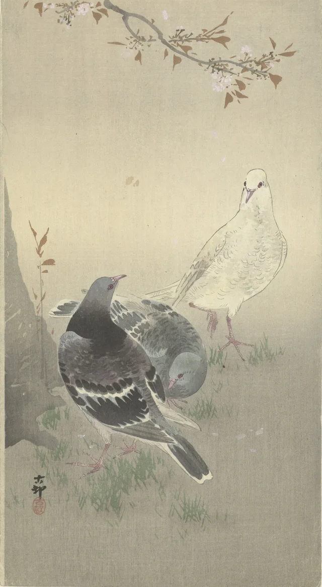 Trois pigeons domestiques