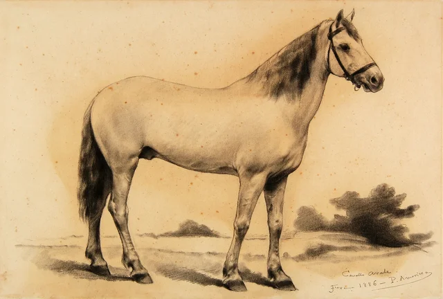 Cheval arabe - Étude, Pedro Américo