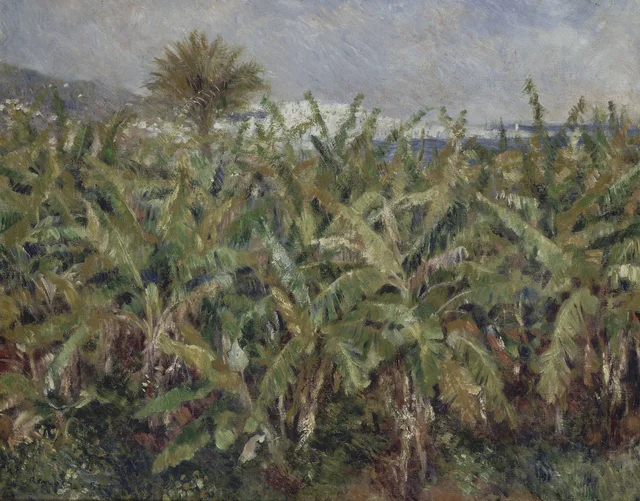 Campo de bananos