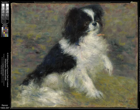 Le chien Tama
