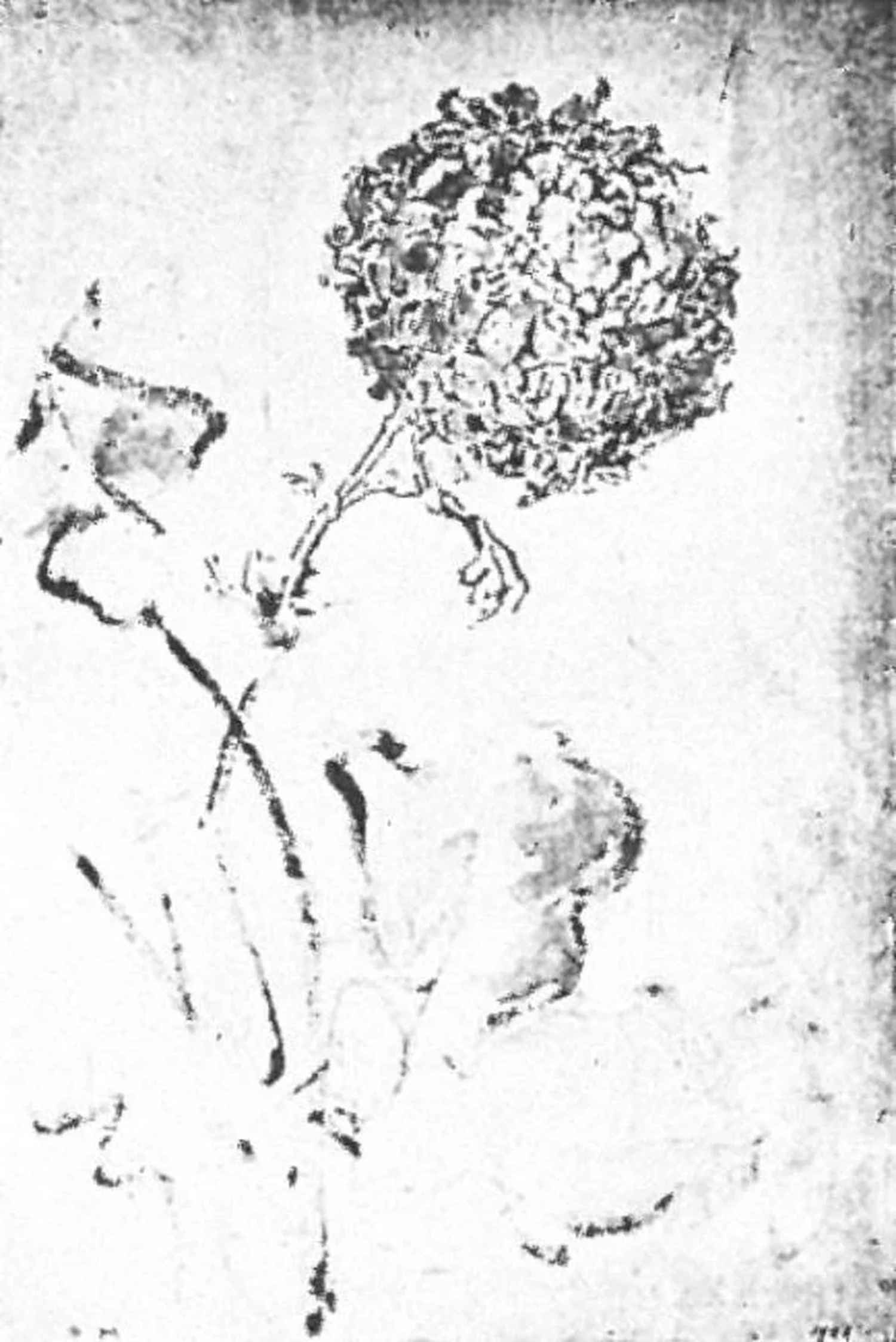 Chrysanthemum, Piet Mondrian