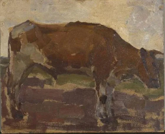 Brown and white ox steer