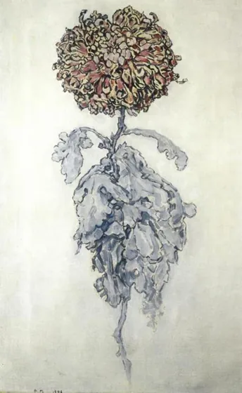 Chrysanthemum
