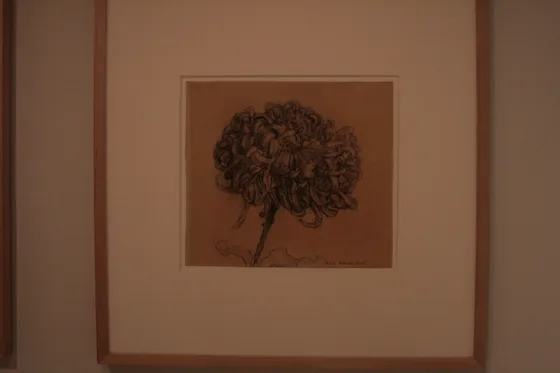 Chrysanthemum
