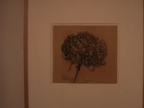 Chrysanthemum