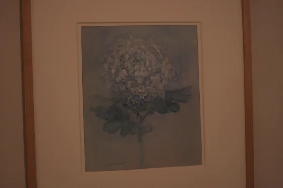 Chrysanthemum