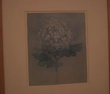 Chrysanthemum