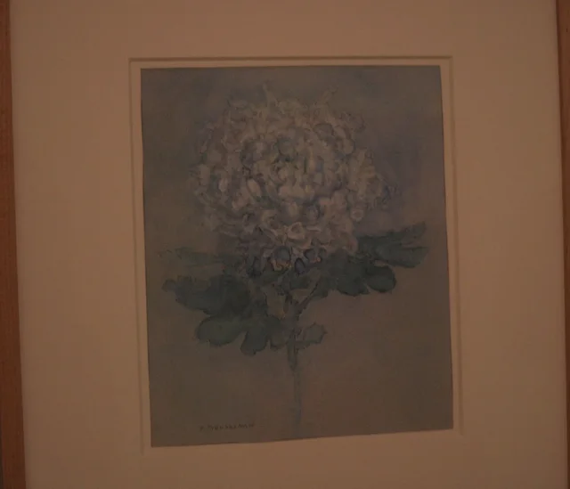 菊