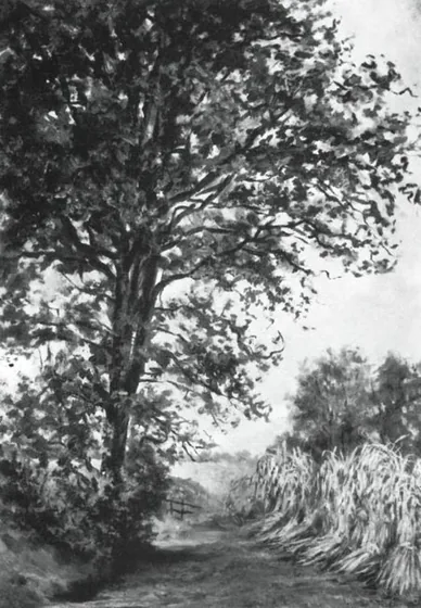 Lane with sheaves of rye